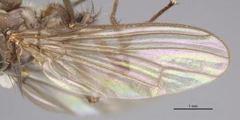 Media type: image;   Entomology 13158 Aspect: front wing